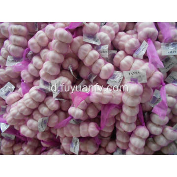 harga bawang putih segar terbaik